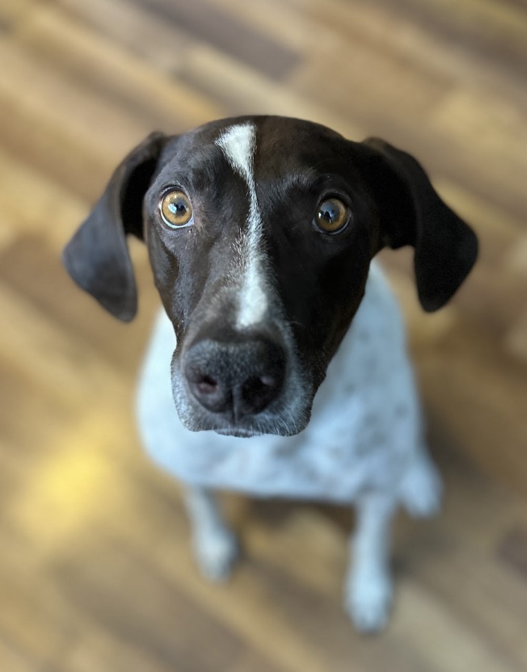 German Shorthaired Pointer Cute