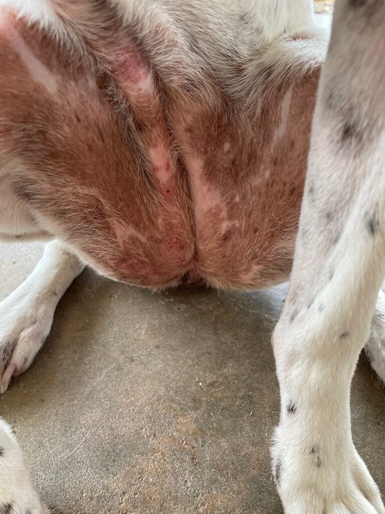 dog red rash on belly