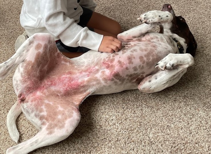 dog rash on belly lupus