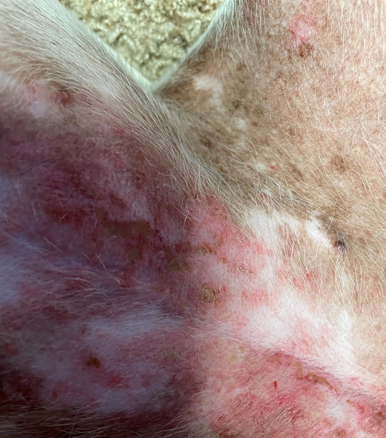 red sores on dog belly