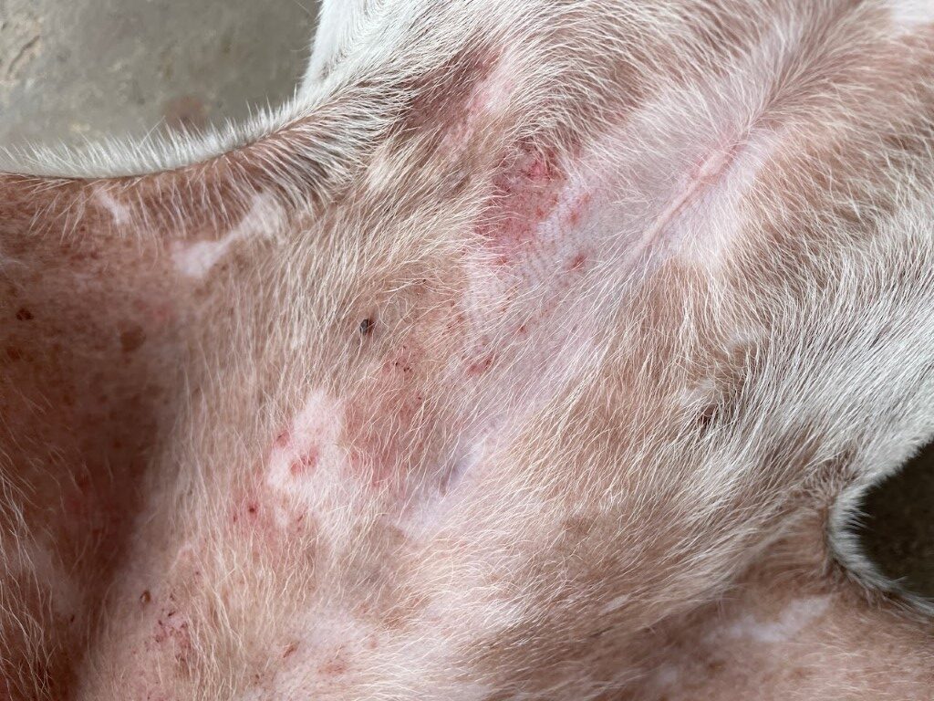 lupus rash on dog belly