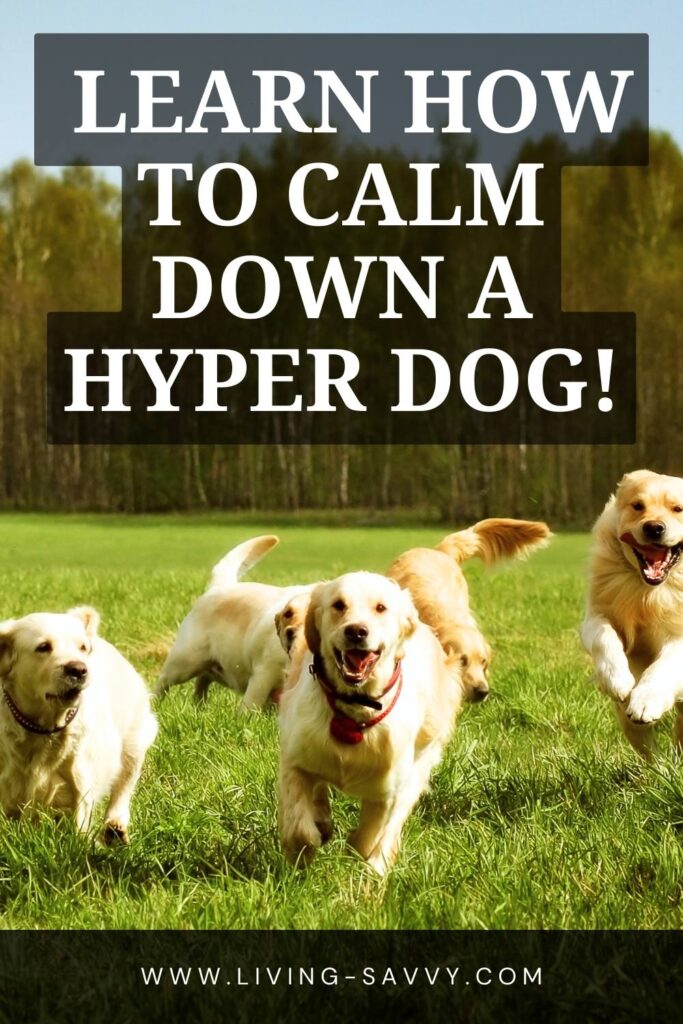 calm down a hyper dog