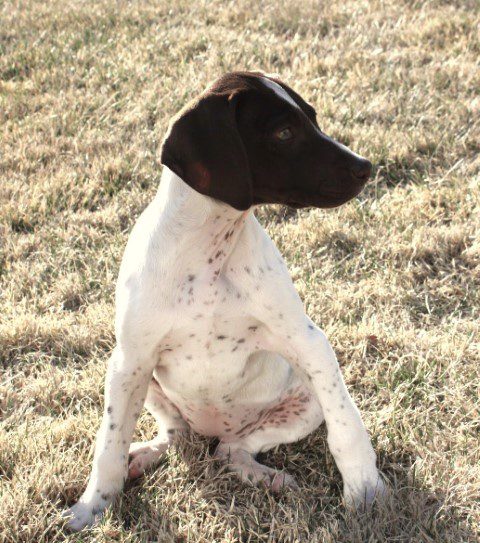 20 Things You Need To Know About German Shorthaired Pointers Living Savvy