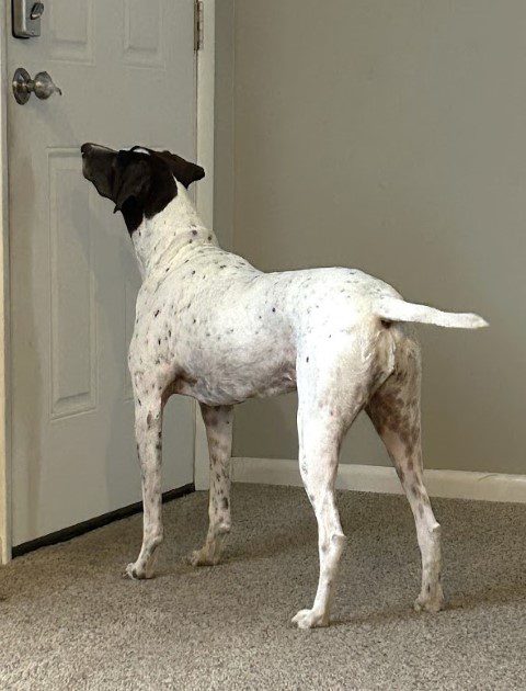 20 Things You Need To Know About German Shorthaired Pointers Living Savvy