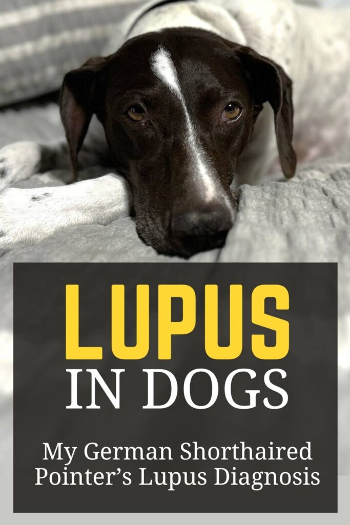 lupus in dogs