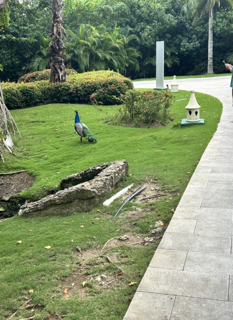 Tropical Deluxe peacock