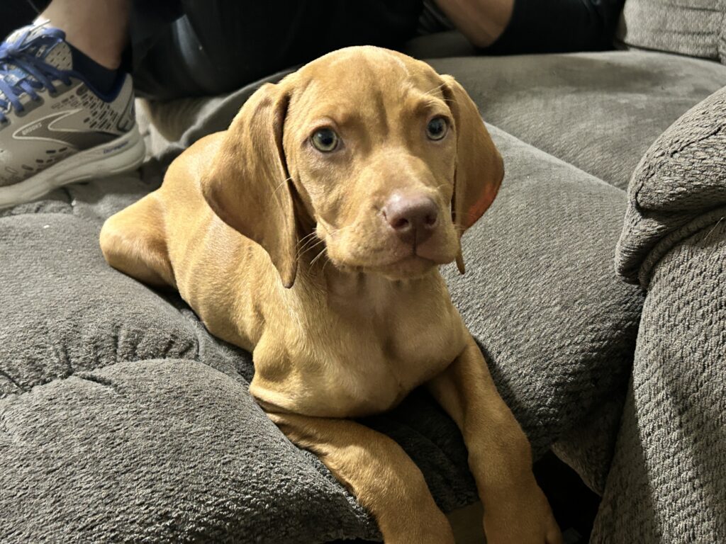 Vizsla 8 weeks old