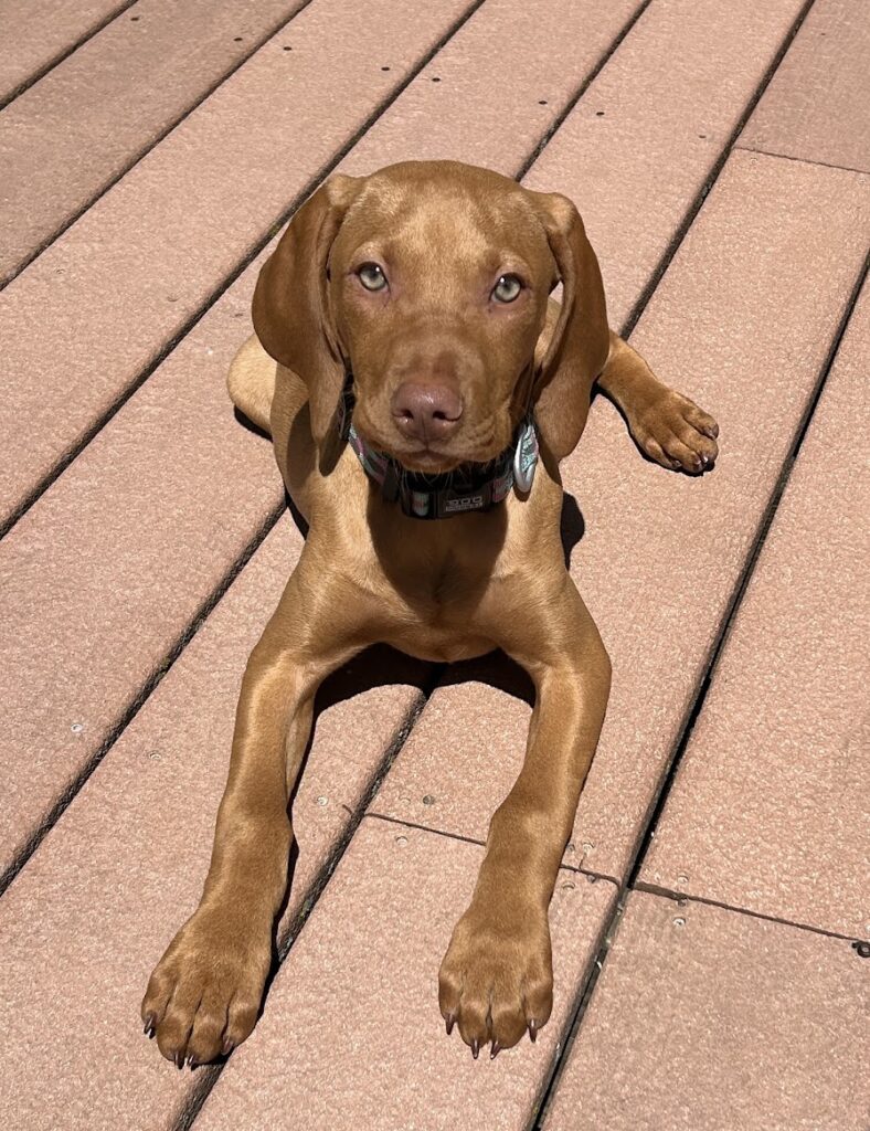 Vizsla 12 weeks old