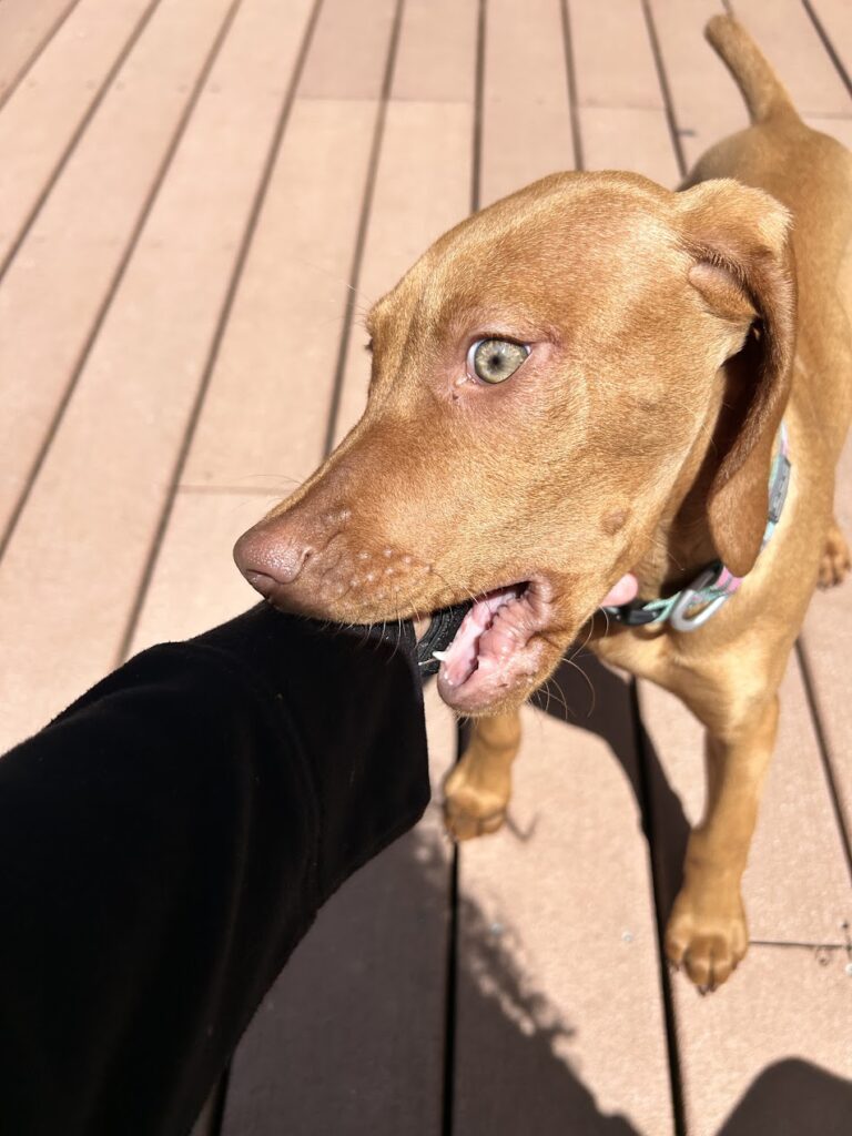 Stop Vizsla Biting