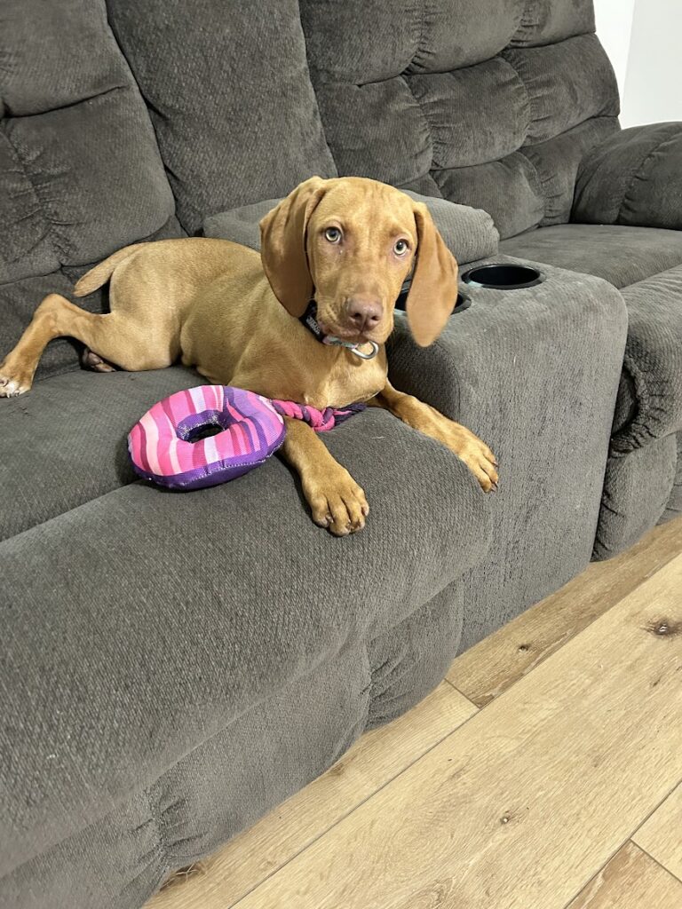 Vizsla Zoomies