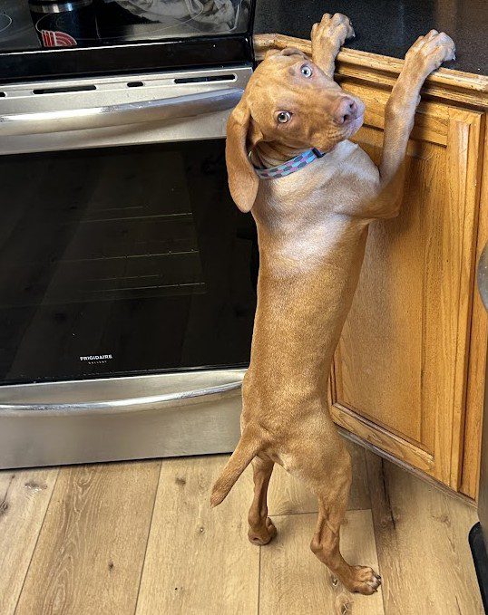 vizsla counter surfing and jumping
