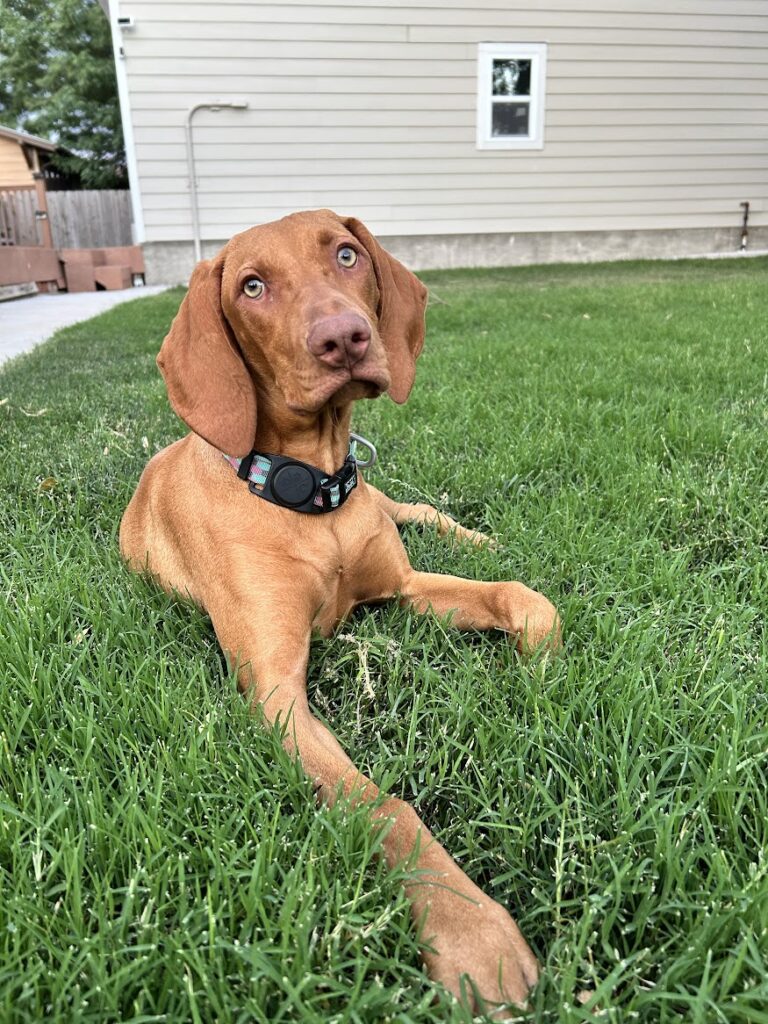 Vizsla Puppy 6 months old