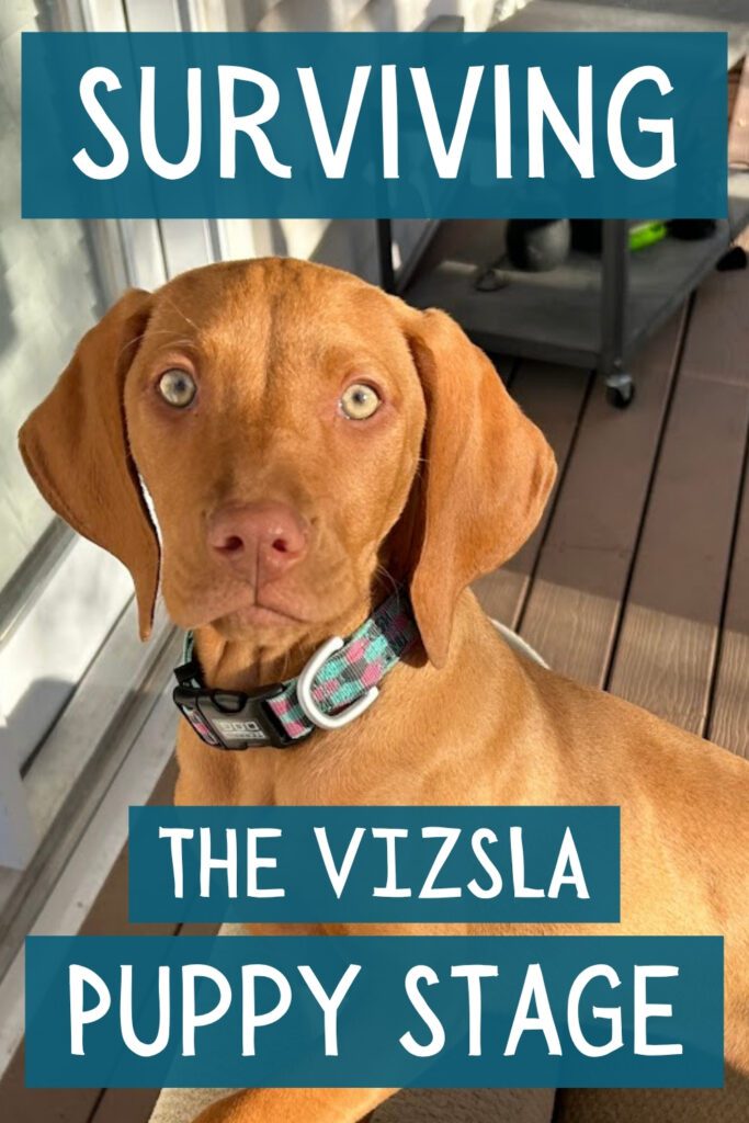Surviving the Vizsla Puppy Stage